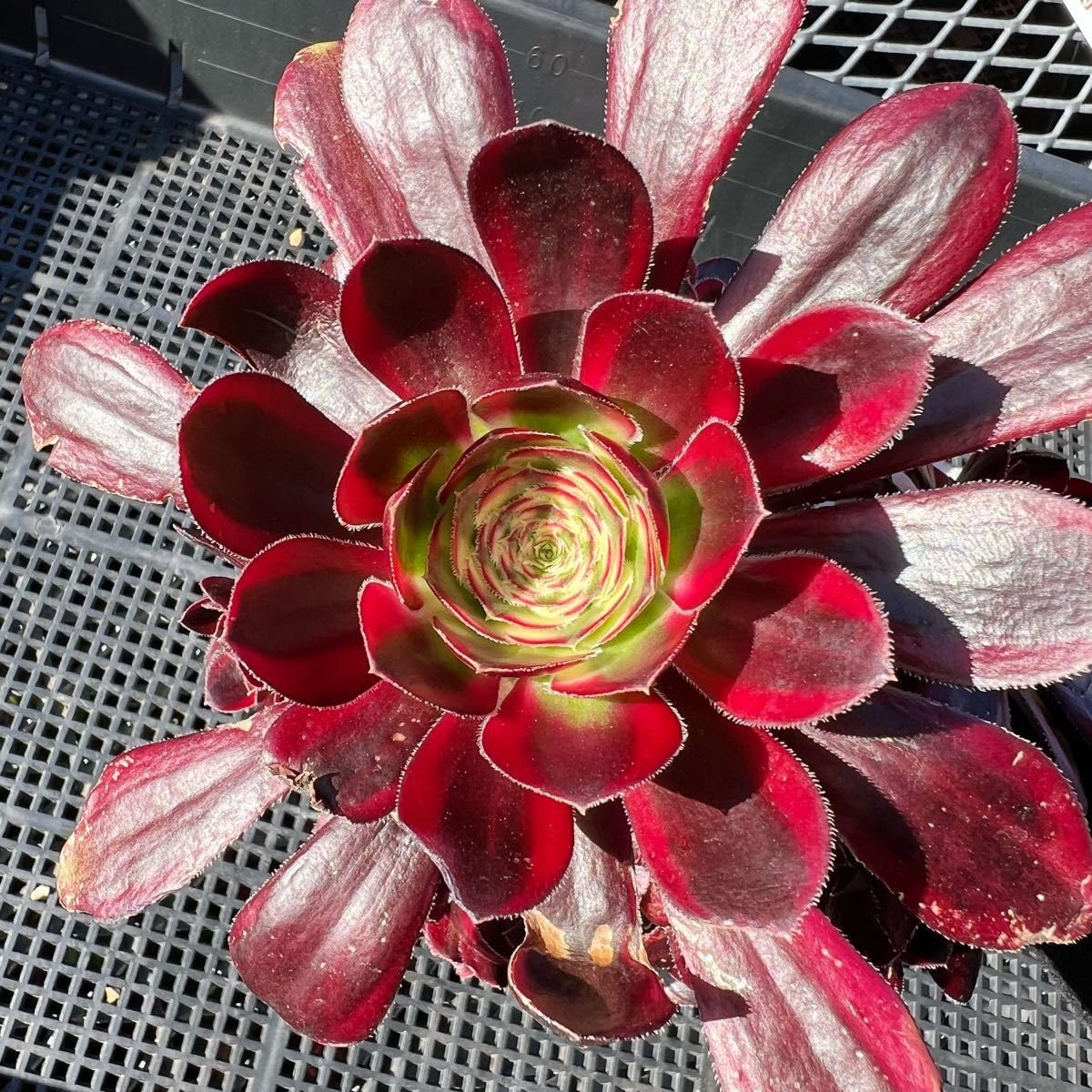 新入荷 レア種 アエオニウム オーロラ錦 (群生) 法師錦 観葉植物 多肉